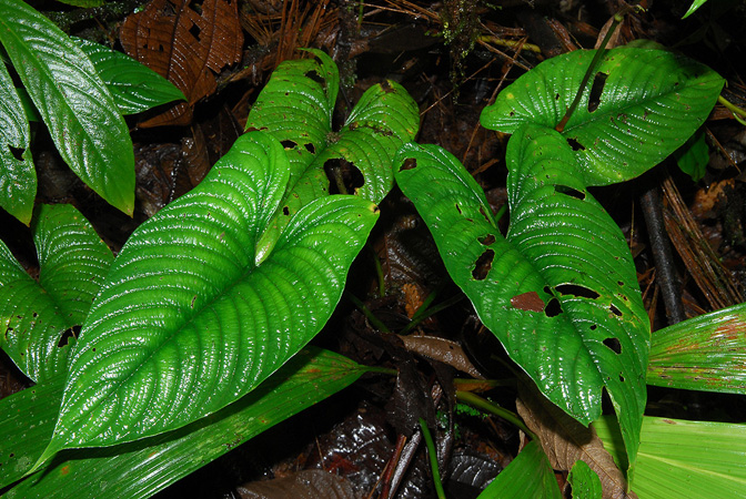 Philodendron lynnhannoniae