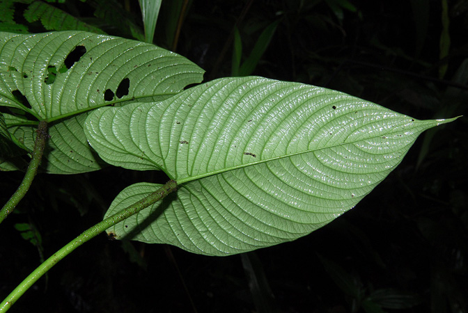 Philodendron lynnhannoniae