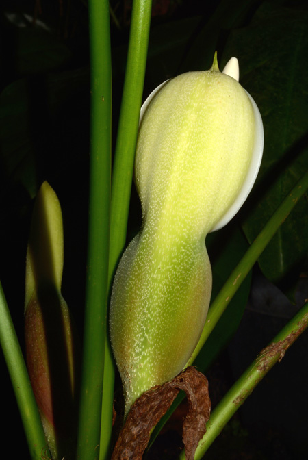 Philodendron lynnhannoniae
