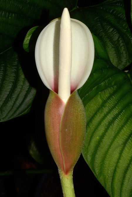 Philodendron lynnhannoniae