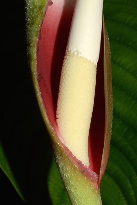 Philodendron lynnhannoniae