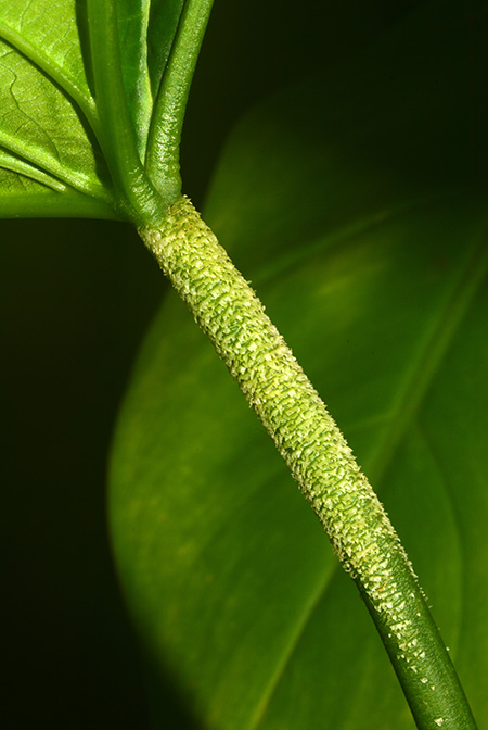 Philodendron lynnhannoniae