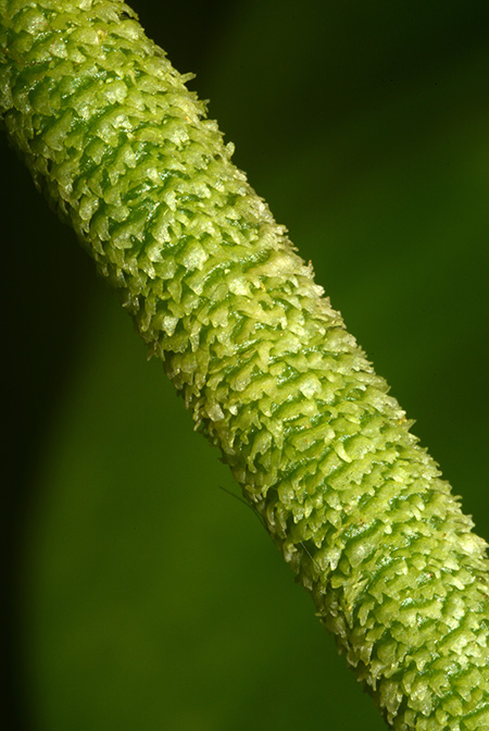 Philodendron lynnhannoniae