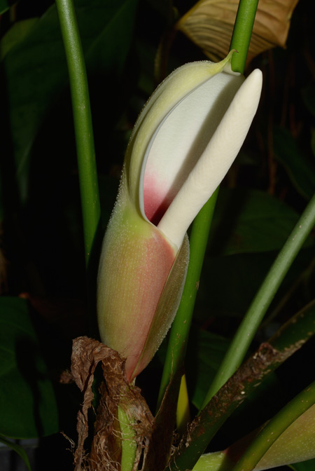 Philodendron lynnhannoniae