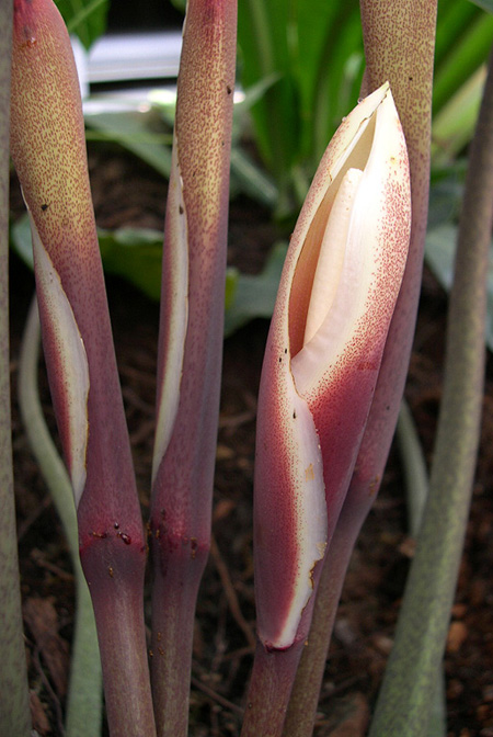 Philodendron myrmecophilum