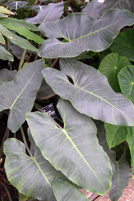 Philodendron myrmecophilum
