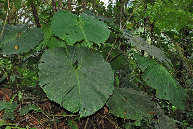 Philodendron magnum