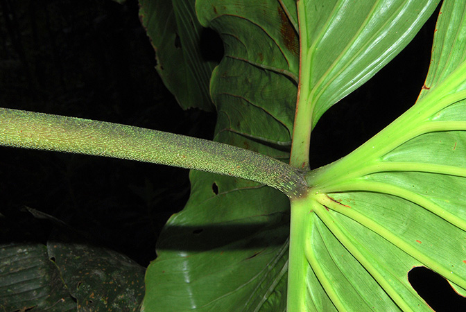Philodendron magnum
