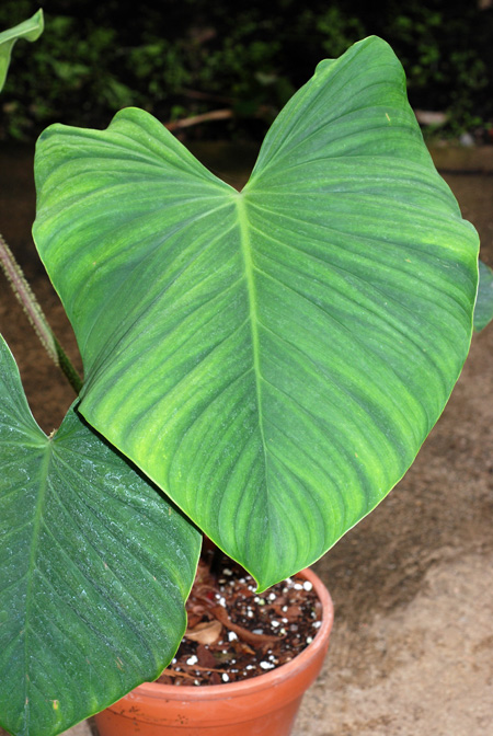 Philodendron malesevichiae
