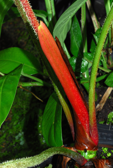 Philodendron malesevichiae