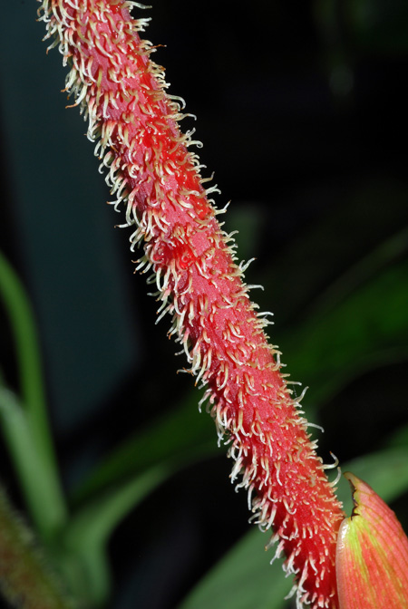 Philodendron malesevichiae