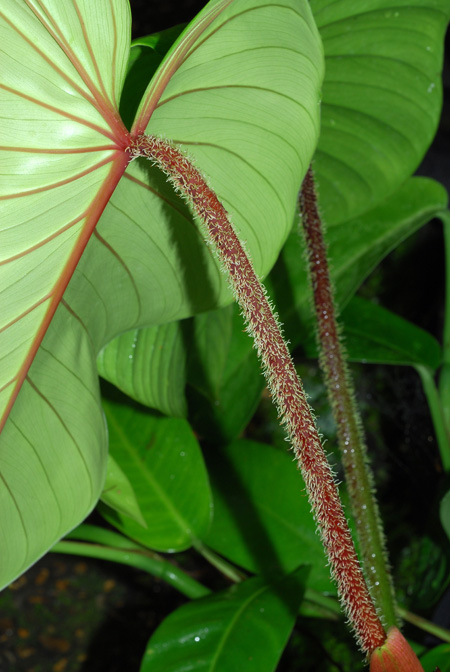 Philodendron malesevichiae
