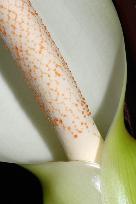 Philodendron malesevichiae