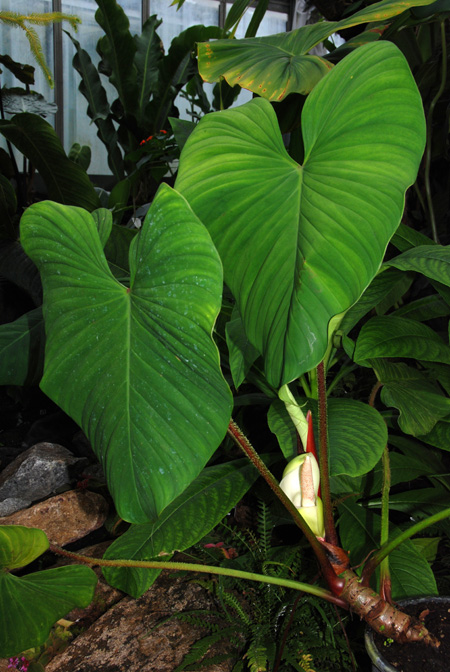 Philodendron malesevichiae