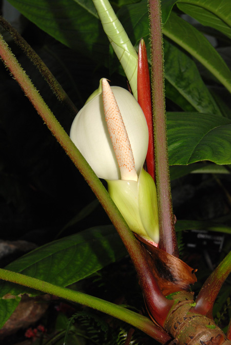 Philodendron malesevichiae