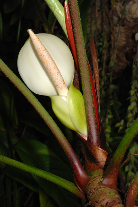 Philodendron malesevichiae