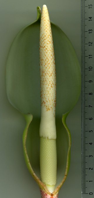 Philodendron malesevichiae