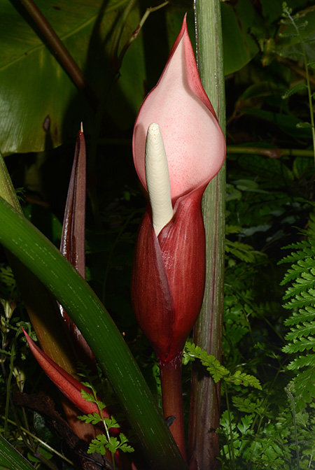 Philodendron mamei