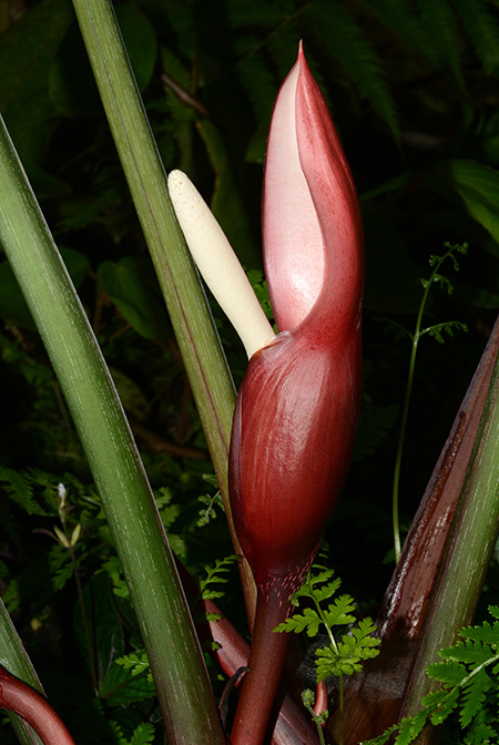 Philodendron mamei