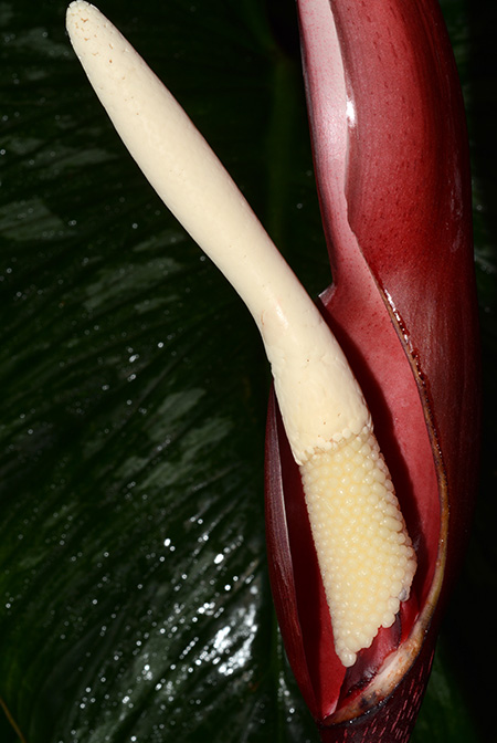 Philodendron mamei