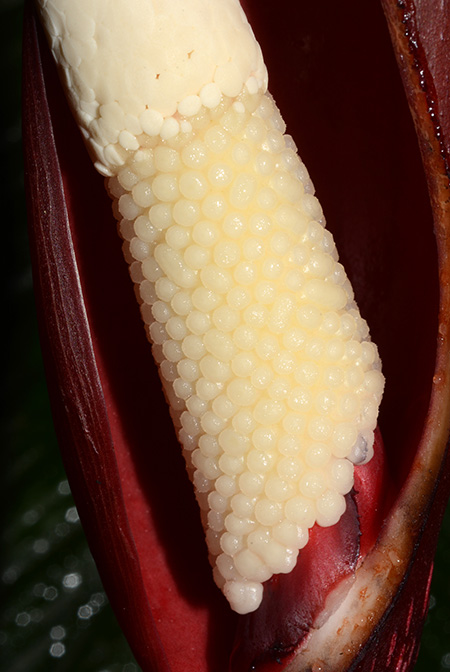 Philodendron mamei
