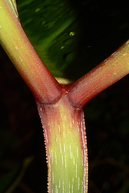Philodendron mamei
