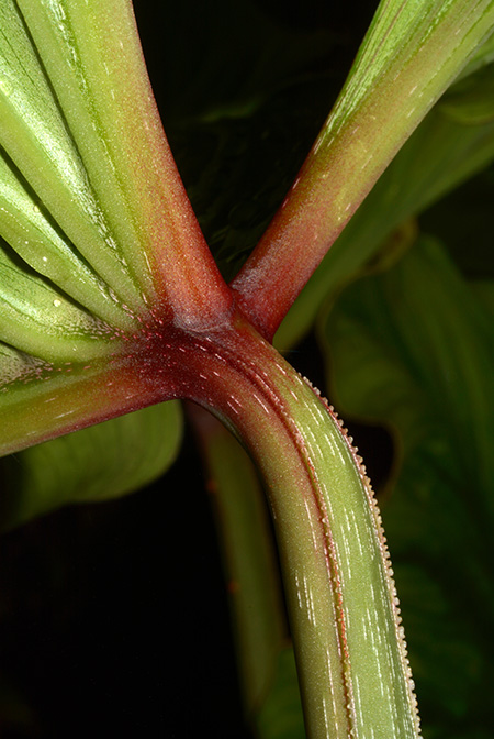 Philodendron mamei