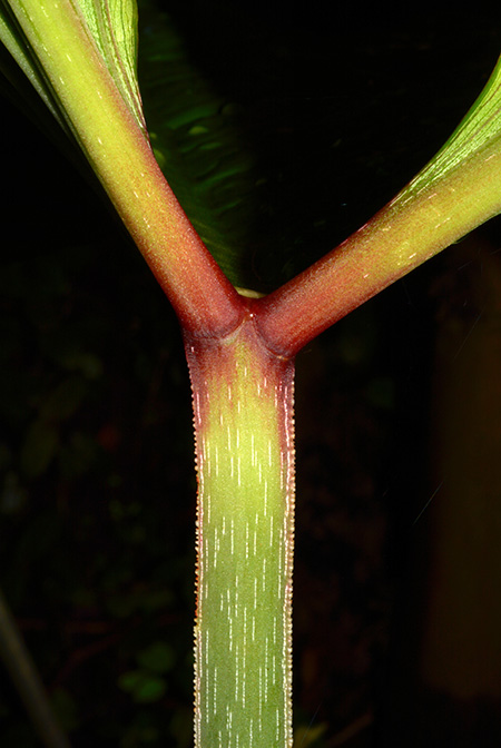 Philodendron mamei