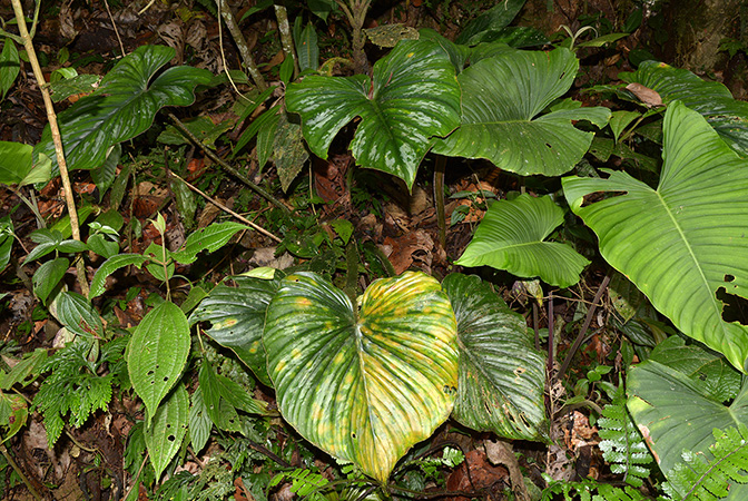 Philodendron mamei