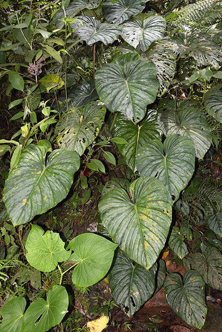 Philodendron mamei