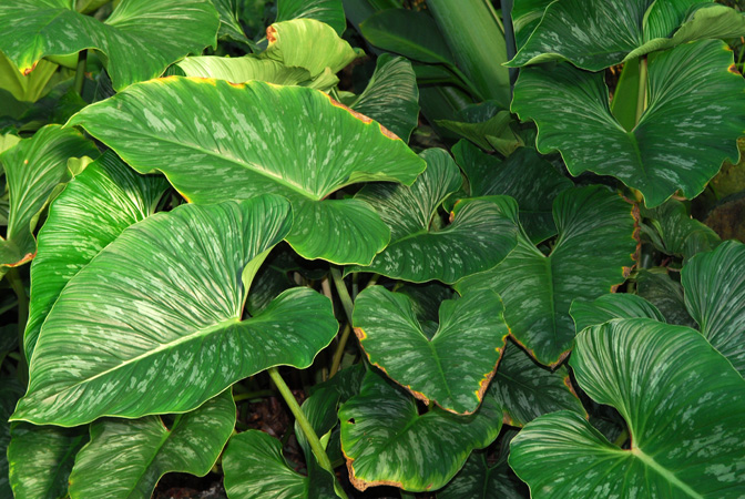 Philodendron mamei