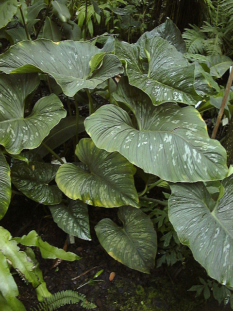 Philodendron mamei