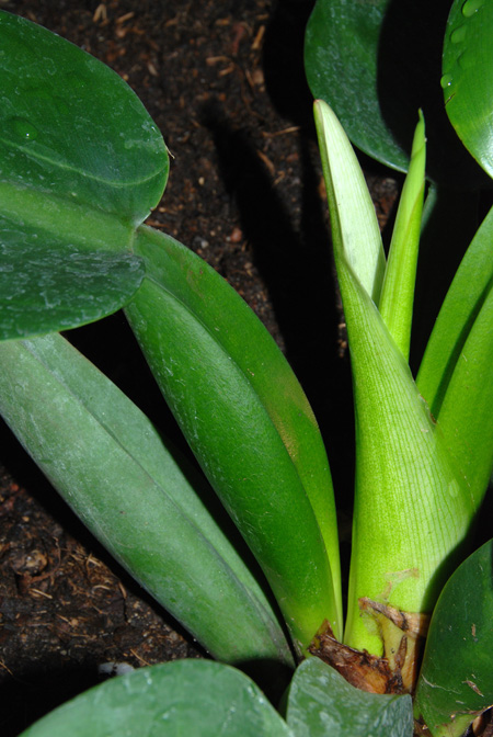 Philodendron martianum