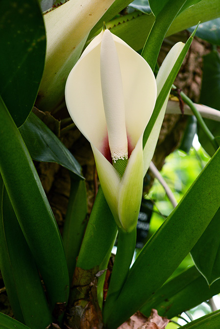 Philodendron martianum