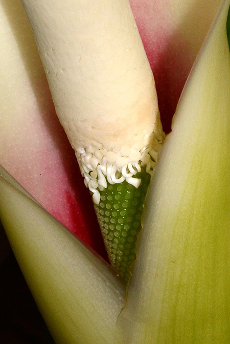 Philodendron martianum