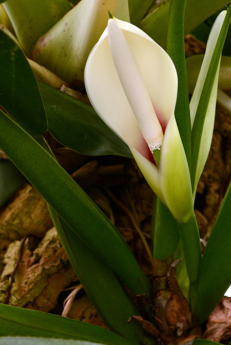 Philodendron martianum