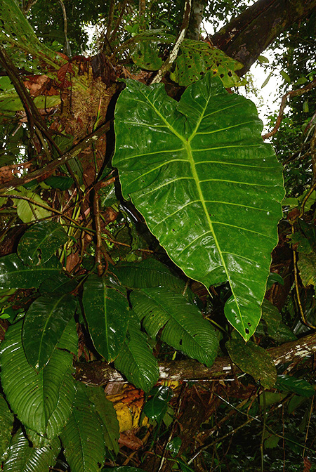 Philodendron maximum