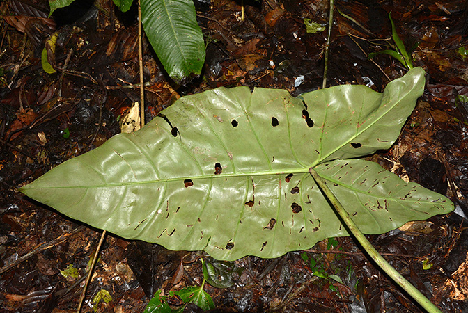 Philodendron maximum