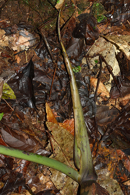 Philodendron maximum