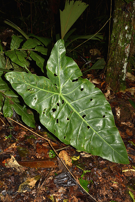Philodendron maximum