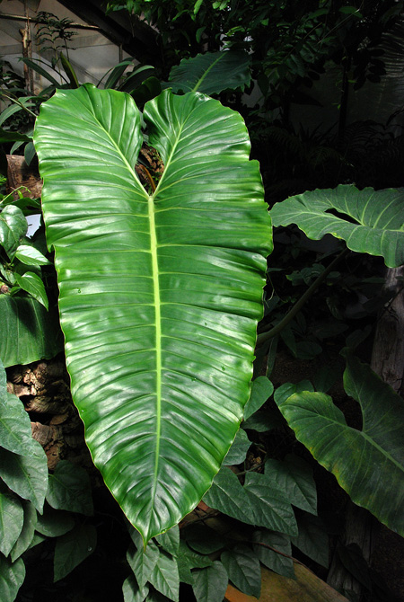 Philodendron megalophyllum