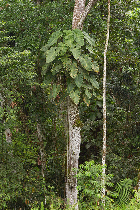 Philodendron megalophyllum