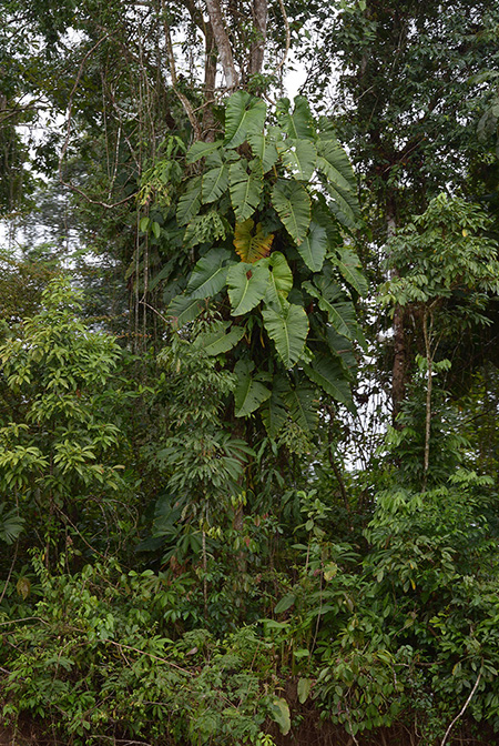 Philodendron megalophyllum