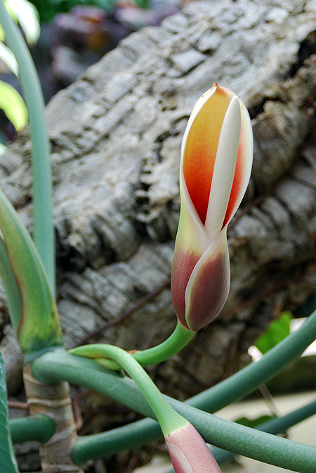 Philodendron megalophyllum