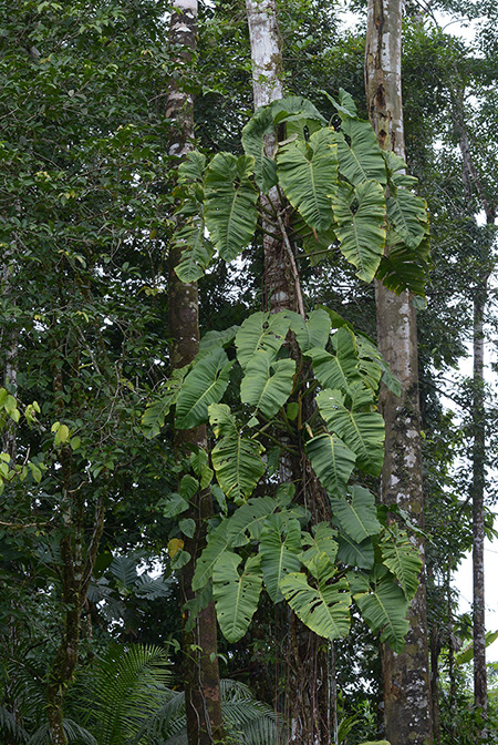 Philodendron megalophyllum