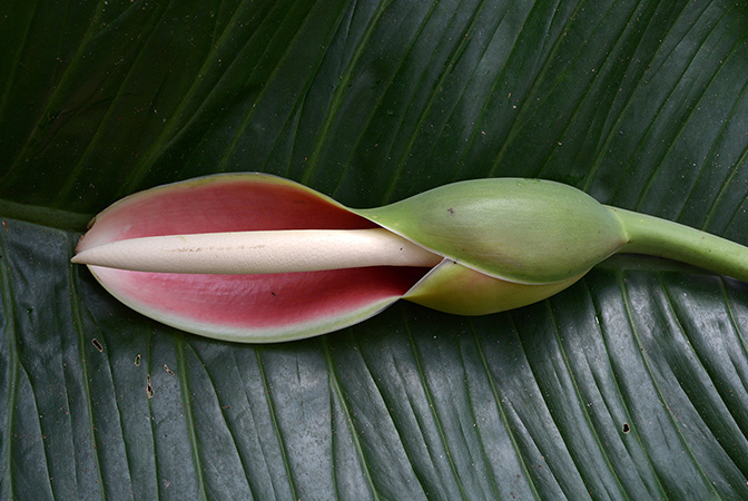 Philodendron megalophyllum
