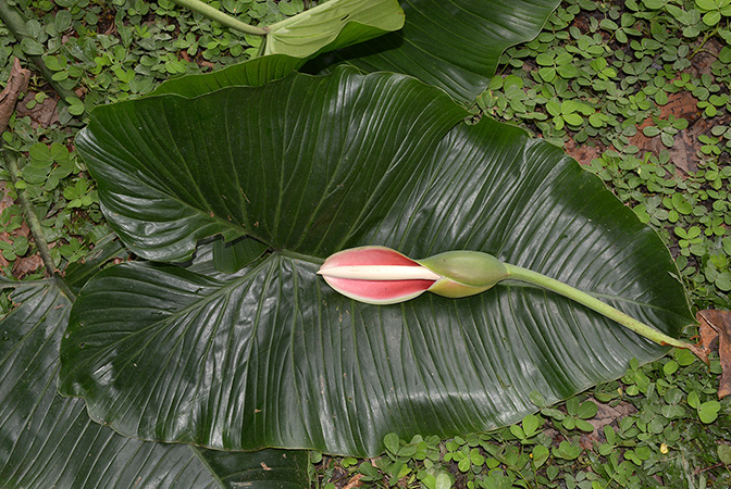 Philodendron megalophyllum