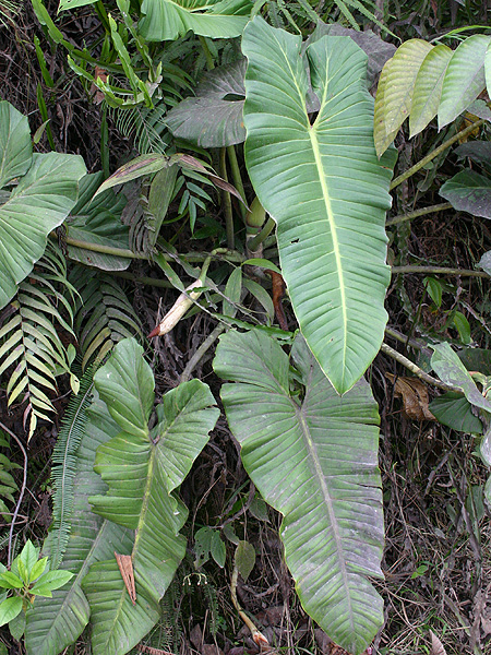 Philodendron megalophyllum