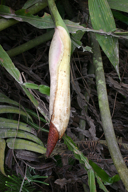 Philodendron megalophyllum