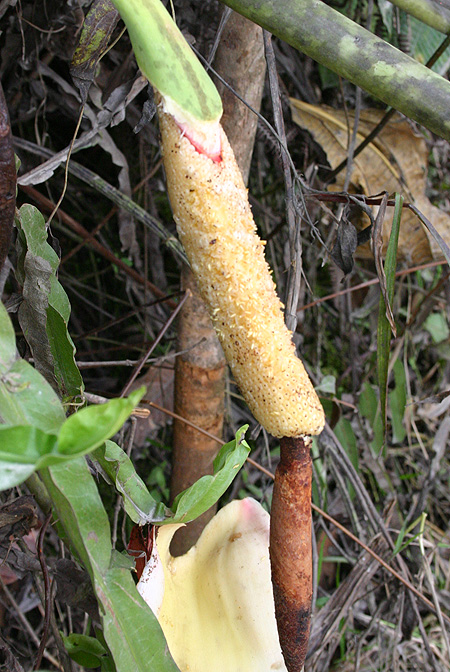 Philodendron megalophyllum